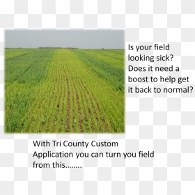 Field, HD Png Download - dry grass png