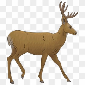 Mule Deer Clipart, HD Png Download - baby deer png