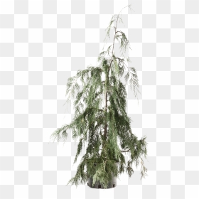 Cedar Tree Png Clipart - Red Pine, Transparent Png - evergreen branch png