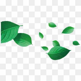 Leaf Vector Png - Vector Tea Leaves Png, Transparent Png - tea leaf png