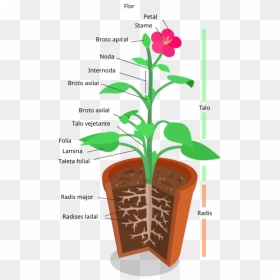 Anatomia De Un Planta - Plant Photosynthesis Blank Diagram, HD Png Download - plantas png