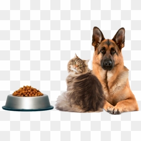 Dog Food, HD Png Download - cachorro png