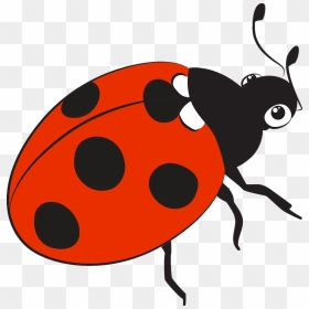 Ladybug Clipart - Kiwi, HD Png Download - ladybug clipart png