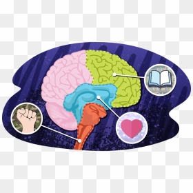 Illustration, HD Png Download - brains png