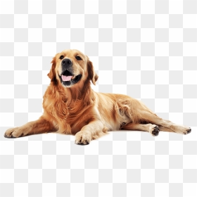Maxi Cuscino Per Cani, HD Png Download - cachorro png