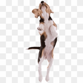 Beagle Pup Jumping Png500 - Beagle, Transparent Png - cachorro png