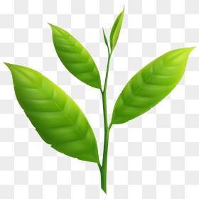 Tea Leaf Transparent - Illustration, HD Png Download - tea leaf png