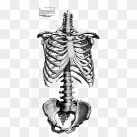 Résultats Google Recherche D"images Correspondant À - Skeleton Anatomy Drawing, HD Png Download - rib cage png