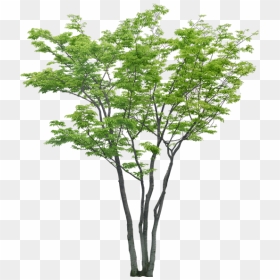 Thumb Image - Tree Rendering, HD Png Download - plantas png