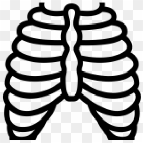 Rib Cage Png Transparent Images - Xray Clipart Black And White, Png Download - rib cage png