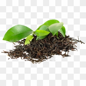 Transparent Tea Leaf Png - Spa Ceylon, Png Download - tea leaf png