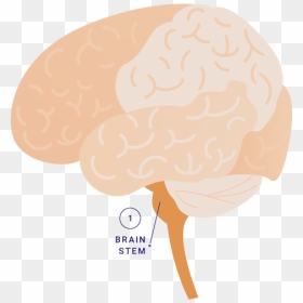 Illustration, HD Png Download - brains png