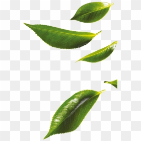 Bud, HD Png Download - tea leaf png