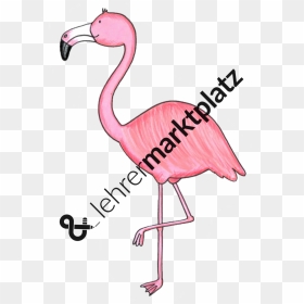 Greater Flamingo Clipart , Png Download - Greater Flamingo, Transparent Png - flamingo clipart png