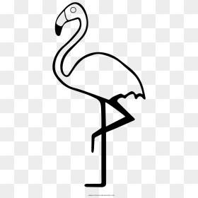 Greater Flamingo, HD Png Download - flamingo clipart png