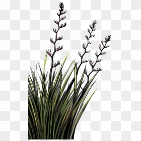Flax Plant Nz Png , Png Download - Nz Flax Transparent Background, Png Download - desert bush png