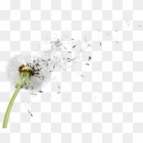Dandelion Png Picture - Dandelion Png Transparent Background, Png Download - dandelions png
