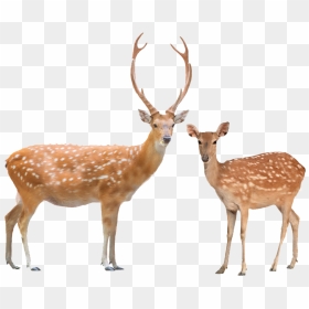 Beautiful Male And Female Of Animals, HD Png Download - baby deer png