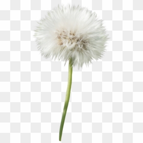 Dandelion Flower Png - Png Transparent Dandelion Clipart, Png Download - dandelions png