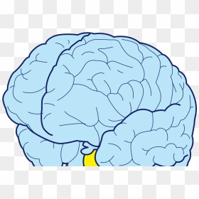 Illustration, HD Png Download - brains png