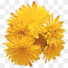 Dandelion - Ray Conniff Love Songs, HD Png Download - dandelions png