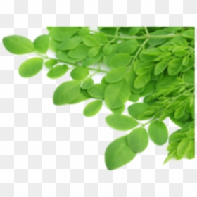 Transparent Tea Leaves Png - B Vitamins In Moringa, Png Download - tea leaf png