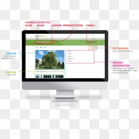 Sheet Description - Mockup, HD Png Download - arbustos png
