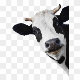 Sunday 28 April, HD Png Download - cow face png