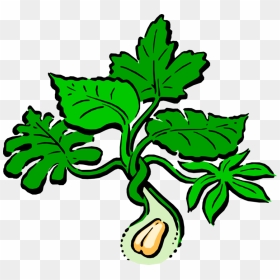 Vector Illustration Of Peanut Plant - Transparent Peanut Plant Png, Png Download - plantas png