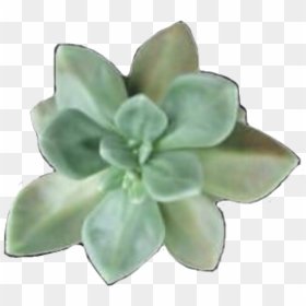 #png #flores #flower #plantas #plants #freetoedit - Transparent Succulent, Png Download - plantas png