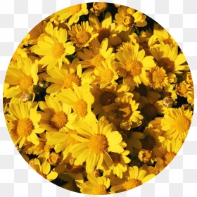 Yellow Flower Background Tumblr Link Wallpapers - Aesthetic Background Flowers, HD Png Download - yellow background png
