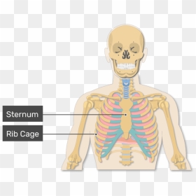 A View Of The Rib Cage And Lungs With Rib Cage Labeled - Rib Cage, HD Png Download - rib cage png