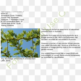 Habit And Habitat Of Umbrella Thorn - Pond Pine, HD Png Download - plantas png