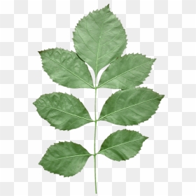 Leaf Texture Mapping Alpha Compositing - Unity Tree Leaf Texture, HD Png Download - leaf texture png