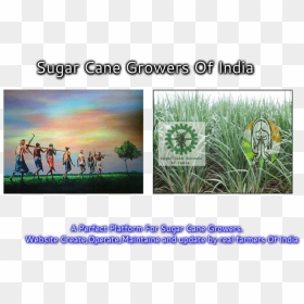 Sugarcane , Png Download - Sweet Grass, Transparent Png - sugar cane png