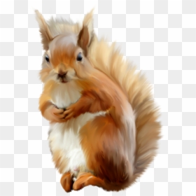 Animales Infantiles Png - Red Squirrel Transparent Background, Png Download - animales png