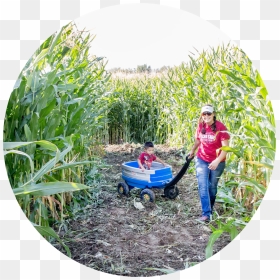 Mini Corn Maze, HD Png Download - corn field png