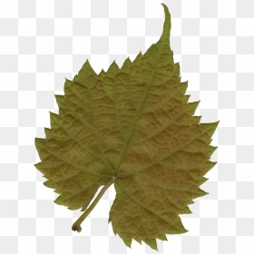 Leaf Texture Png , Png Download - Free Leaf Texture, Transparent Png - leaf texture png