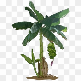 Planta De Banano Dibujo, HD Png Download - plantas png