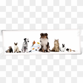 Pet Lovers, HD Png Download - cachorro png