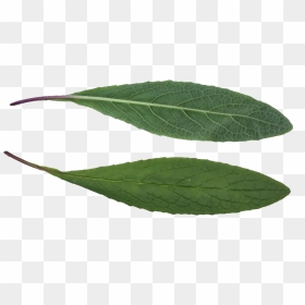 Leaf Texture Png , Png Download - Ilex Decidua, Transparent Png - leaf texture png