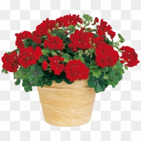Flowerpot, Hd Png Download - Plants, Transparent Png - plantas png