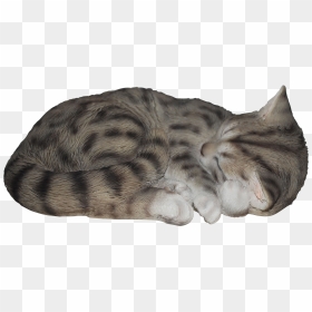 Sleeping Cat Tabby Real Life Resin Ornament By Vivid - Sleeping Cat Transparent Background, HD Png Download - sleeping cat png