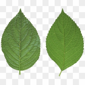 Leaf Png Transparent, Png Download - leaf texture png