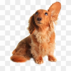 Dachshund Pet Sitting Grooming Listening Drooping Ears - Dog Listening Png, Transparent Png - hear png