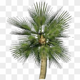 Mediterranean Dwarf Palm - Chamaerops Humilis Png, Transparent Png - desert bush png