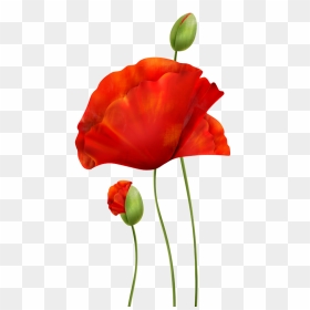 Poppie Png , Png Download - Corn Poppy, Transparent Png - poppies png