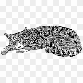 Transparent Sleeping Cat Png - Portable Network Graphics, Png Download - sleeping cat png