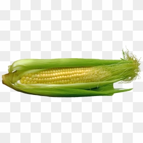 Maize, HD Png Download - corn field png
