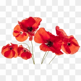 Transparent Poppies Png, Png Download - poppies png